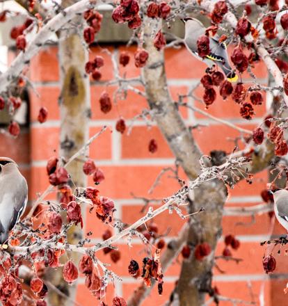 A Fruit Tree In Every Garden
