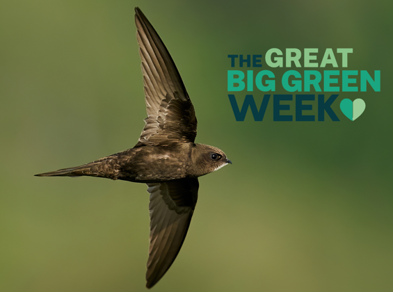 World Swift Day stall & Family Fun Morning