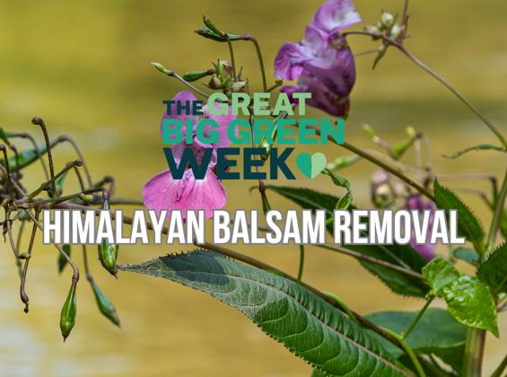 Himalayan Balsam Removal